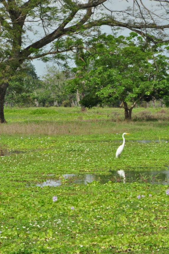 Garça nos pântanos do Rio Magdalena, no caminho à Mompós, na Colômbia
